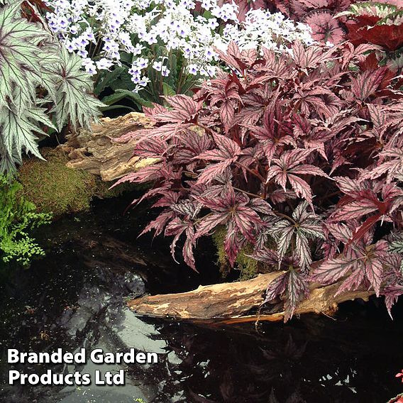 Begonia 'Benichoma'