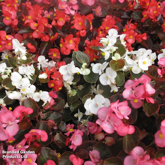 Begonia 'Emperor Mix' - Pelleted Seeds