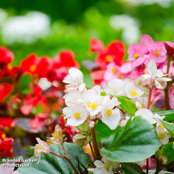 Begonia 'Emperor Mix' - Pelleted Seeds