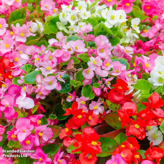 Begonia 'Emperor Mix' - Pelleted Seeds