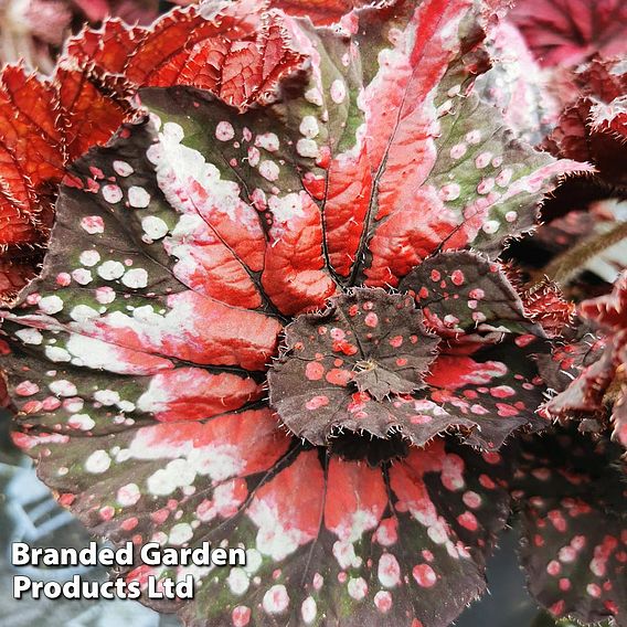 Begonia rex 'Helter Skelter'