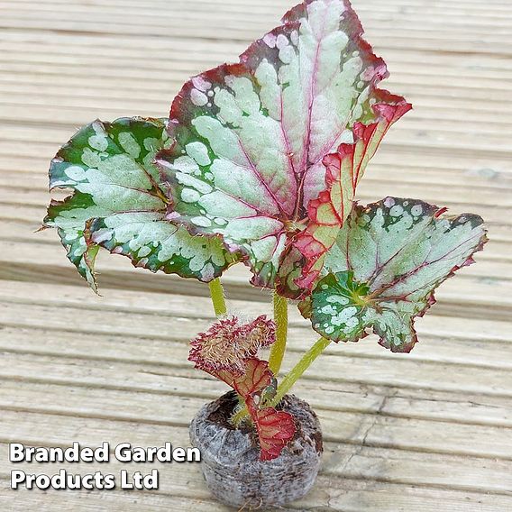 Begonia rex 'Helter Skelter'