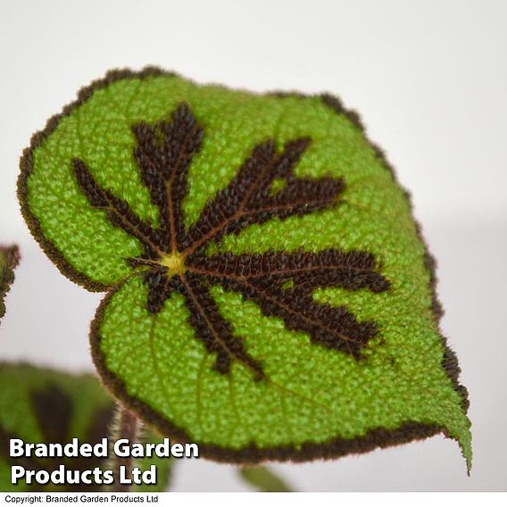 Begonia masoniana 'Rock'