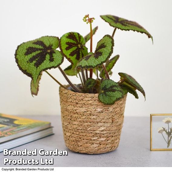 Begonia masoniana 'Rock'