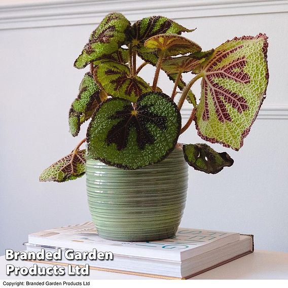 Begonia masoniana 'Rock'