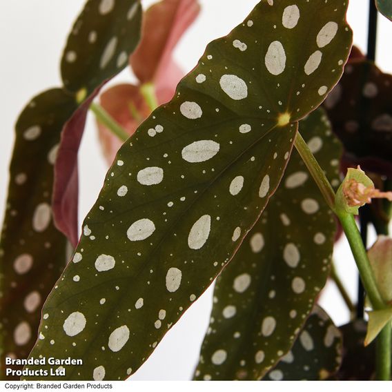 Begonia maculata