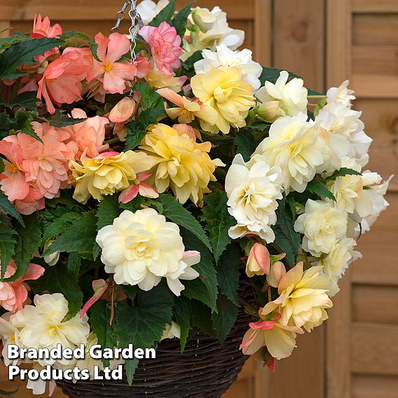 Begonia 'Nonstop Joy Peaches + Dreams'