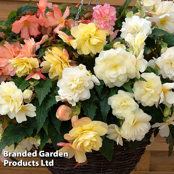 Begonia 'Nonstop Joy Peaches + Dreams'