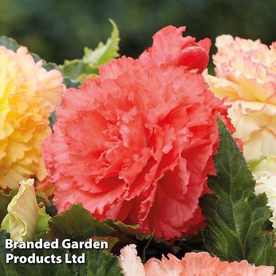 Begonia x tuberhybrida 'Giant Picotee Collection'