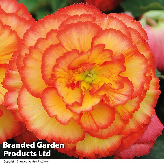 Begonia x tuberhybrida 'Giant Picotee Collection'