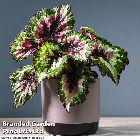 Begonia 'Merry Christmas'