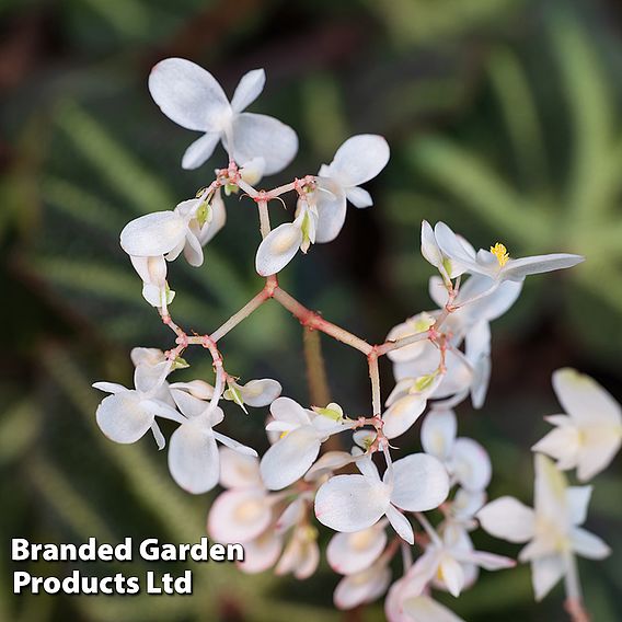 Begonia 'Soli-Mutata'