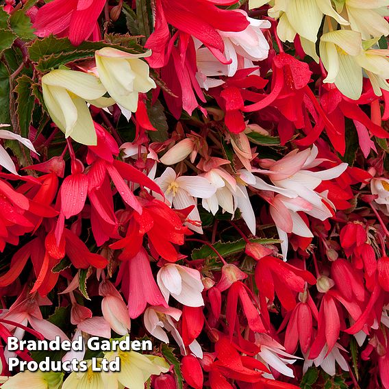 Begonia 'Starshine Mixed'