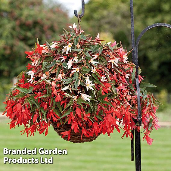 Begonia 'Starshine Mixed'