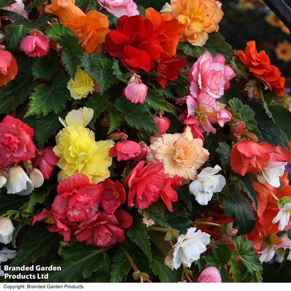 Begonia 'Sun Dancer Mixed'