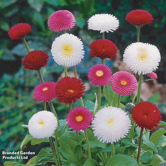 Bellis 'Bellisima Mixed'