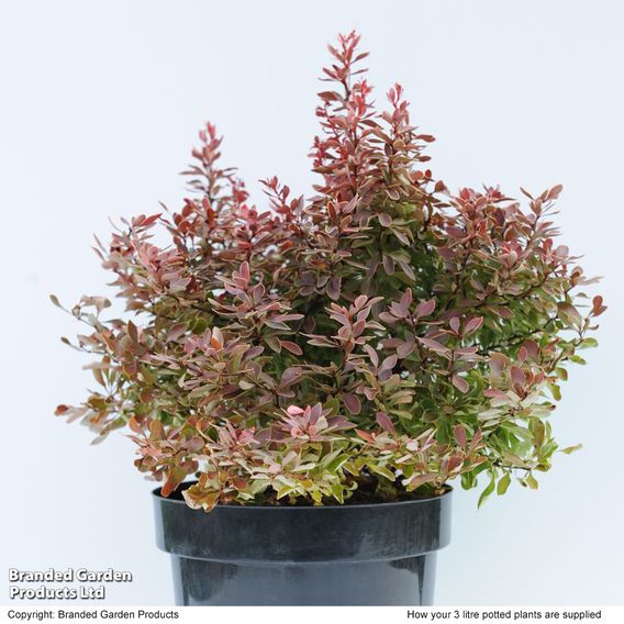 Berberis thunbergii f. atropurpurea 'Admiration'