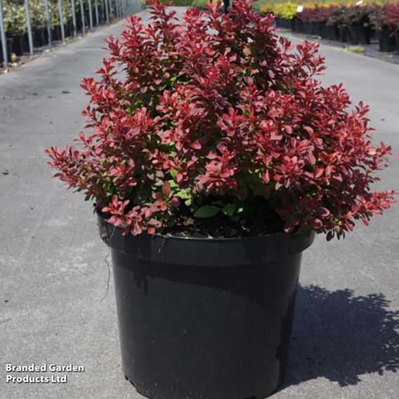 Berberis thunbergii f. atropurpurea 'Admiration'