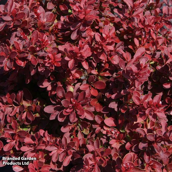 Berberis thunbergii f. atropurpurea 'Admiration'