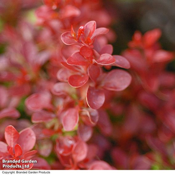 Berberis thunbergii f. atropurpurea 'Admiration'