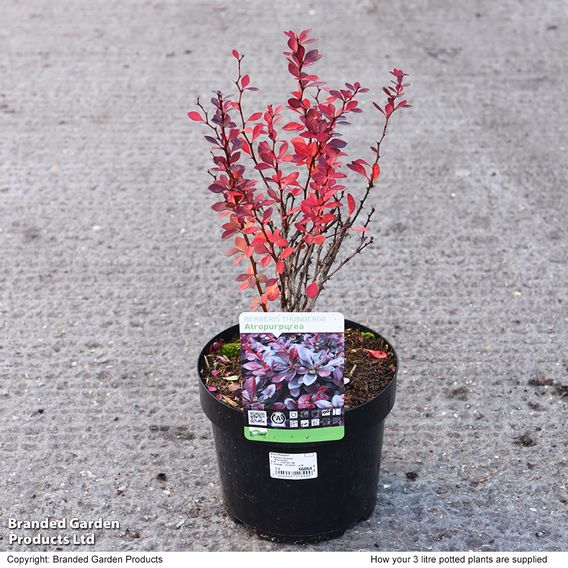 Berberis thunbergii f. atropurpurea