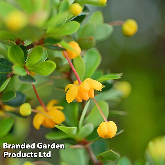 Berberis buxifolia 'Nana'