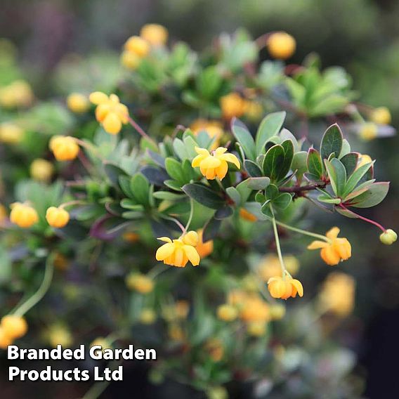 Berberis buxifolia 'Nana'