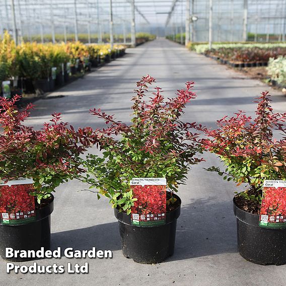 Berberis thunbergii 'Coral'