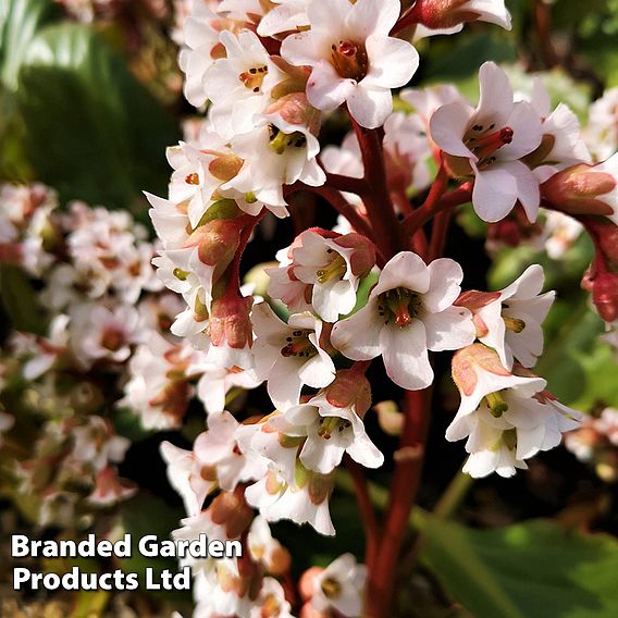 Bergenia cordifolia 'Bressingham White'