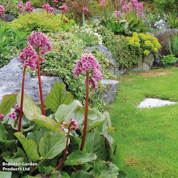 Bergenia Cordifolia