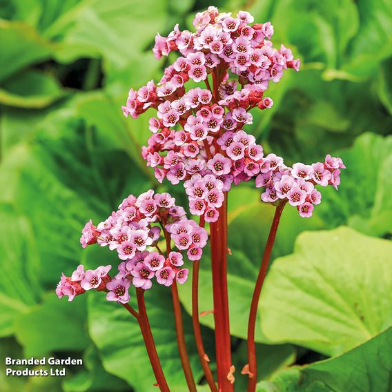 Bergenia Cordifolia