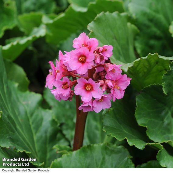 Bergenia Cordifolia