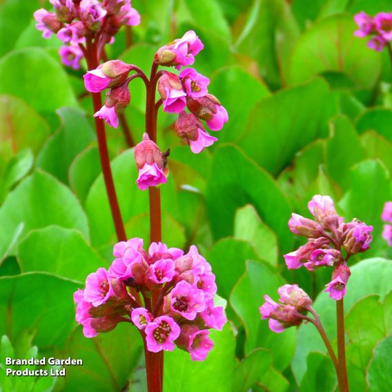 Bergenia Cordifolia