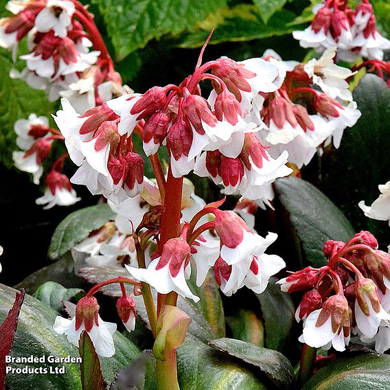 Bergenia 'Fire & Ice'