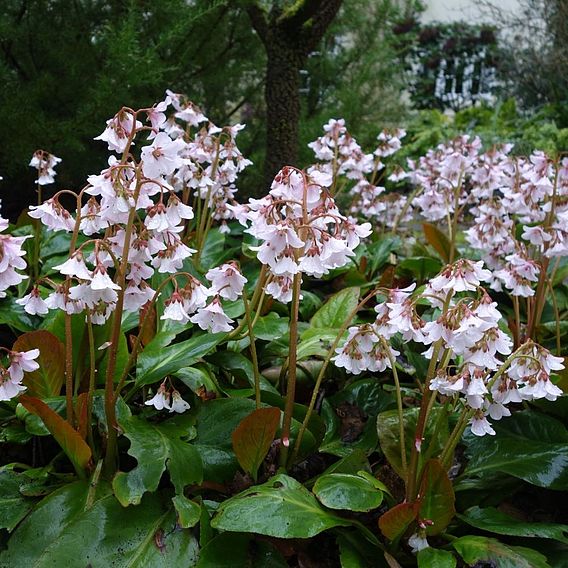 Bergenia 'Pink Ice'