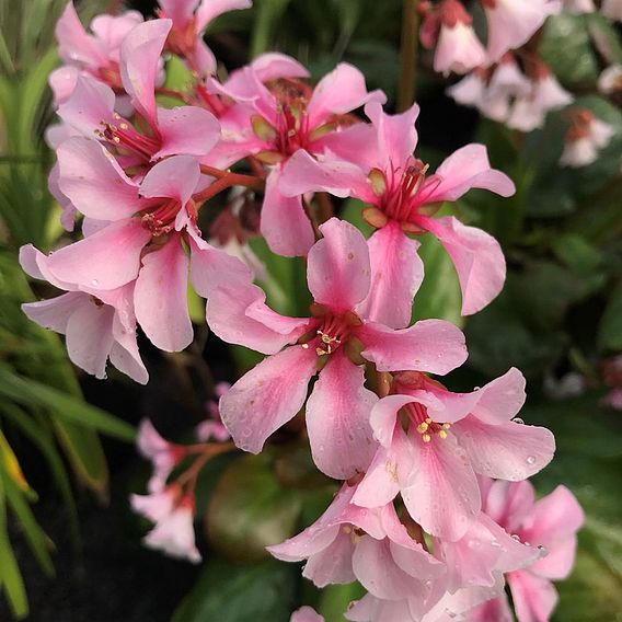 Bergenia 'Pink Ice'