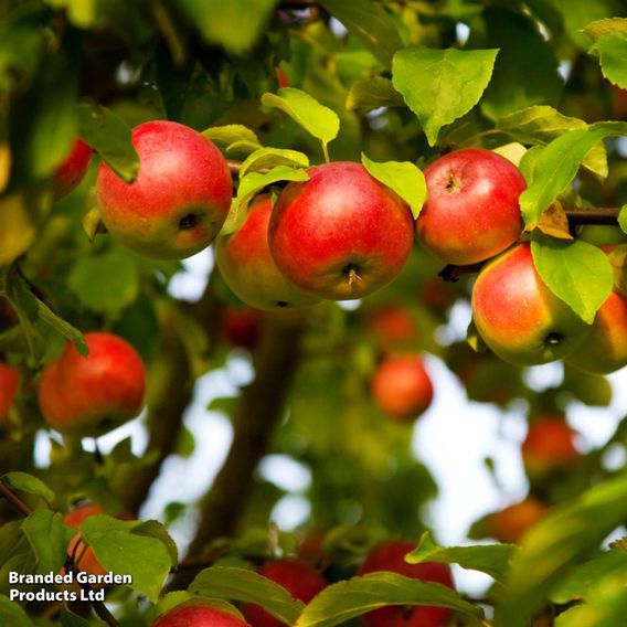 Apple 'Bardsey Island'