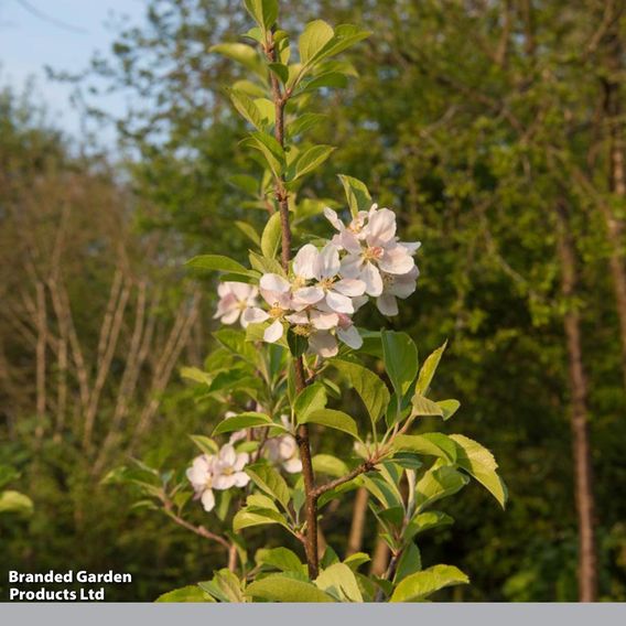 Apple 'Greensleeves'