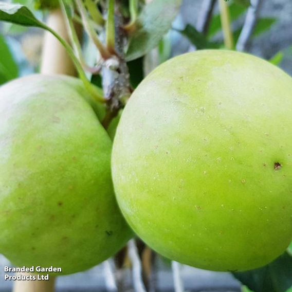 Apple 'Greensleeves'