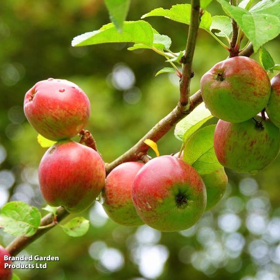 Apple 'Scotch Dumpling'