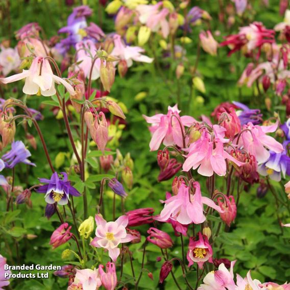 Aquilegia caerulea 'Biedermeier'