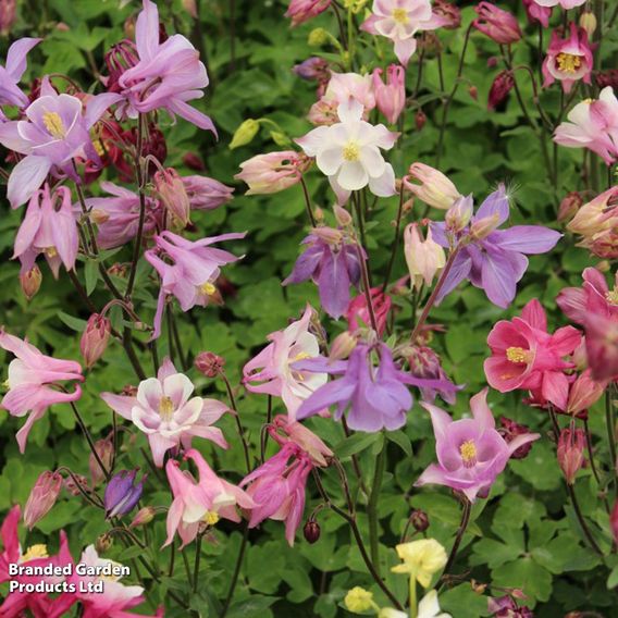 Aquilegia caerulea 'Biedermeier'