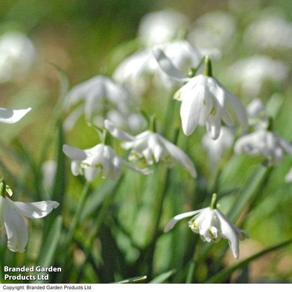 Spring Bulbs In The Green Trio