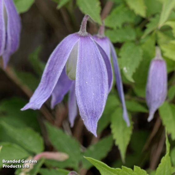 Clematis alpina