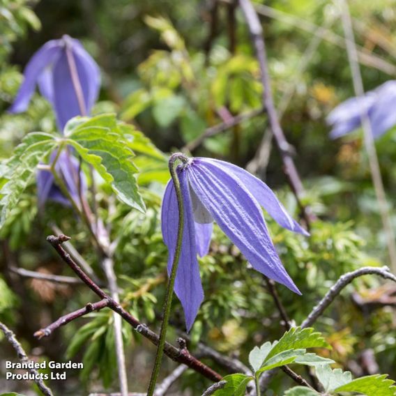 Clematis alpina