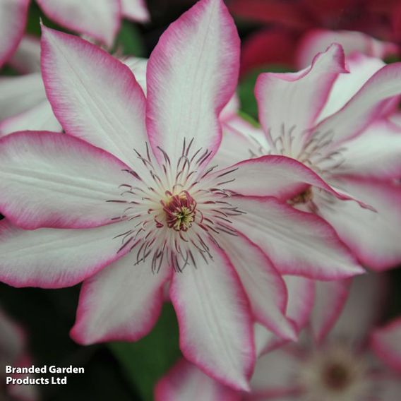 Clematis 'Picotee'