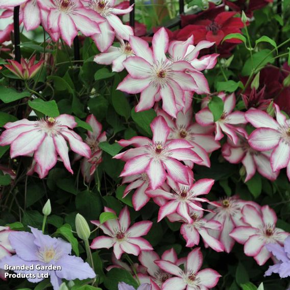 Clematis 'Picotee'