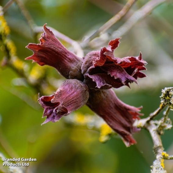 Corylus maxima 'Purpurea'