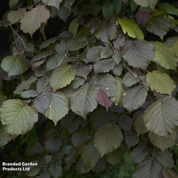 Corylus maxima 'Purpurea'