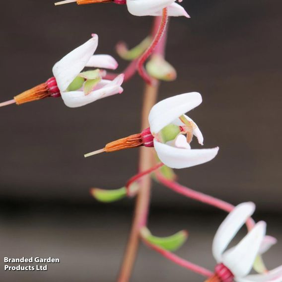 Cranberry 'Early Black'